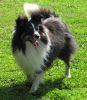 Choco Benji von der Sheltiebande ( Benji ) 22.07.10 -5